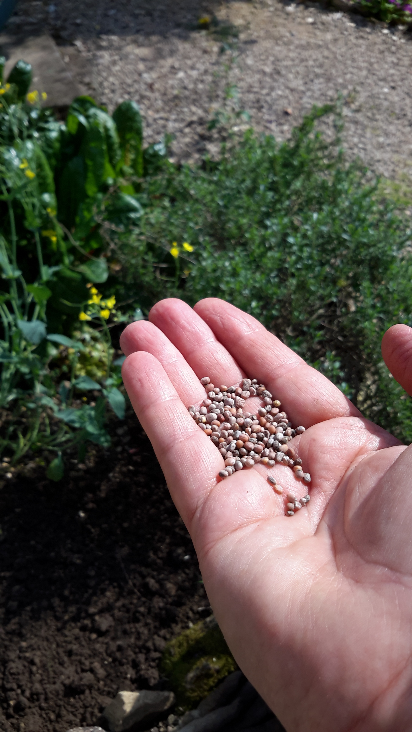 Seeds in hand